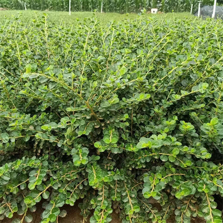 平枝荀子 平枝栒子基地