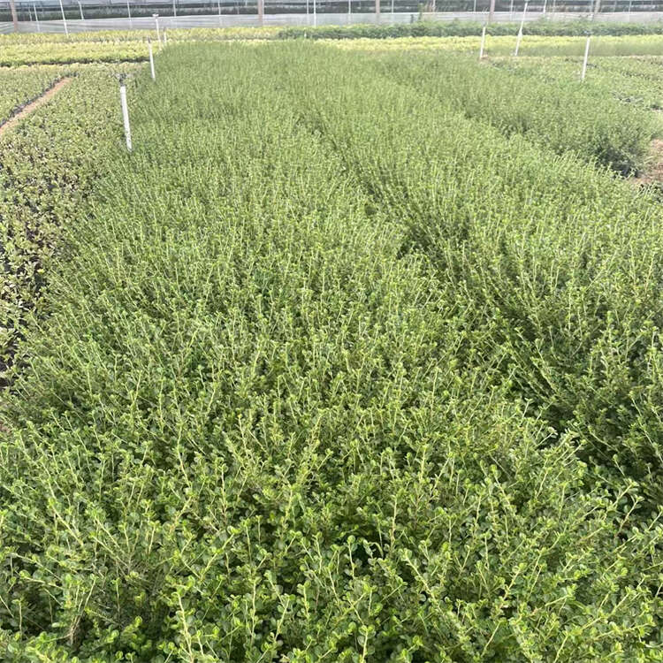 平枝荀子 平枝栒子基地