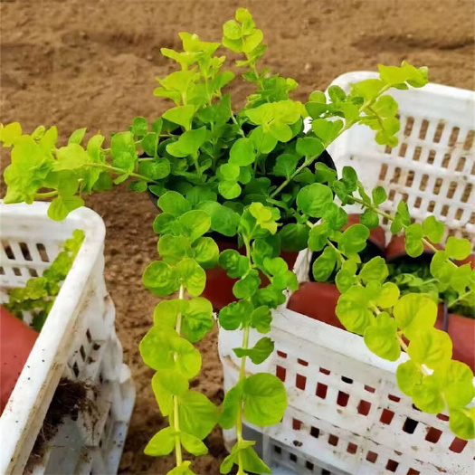 青州市金叶过路黄 彩叶地被苗种植基地