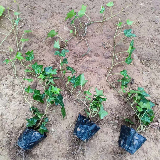 常春藤 常青藤 爬藤植物基地
