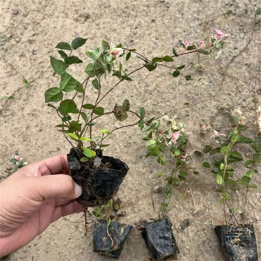 青州市花叶络石 五彩络石园林彩叶攀爬植物