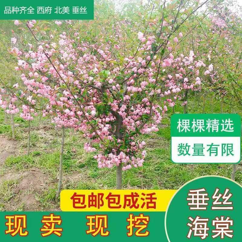 西府海棠北美海棠垂丝海棠盆栽盆景庭院耐寒植物量大优惠