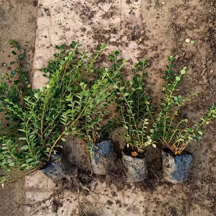 平枝荀子 平枝栒子基地