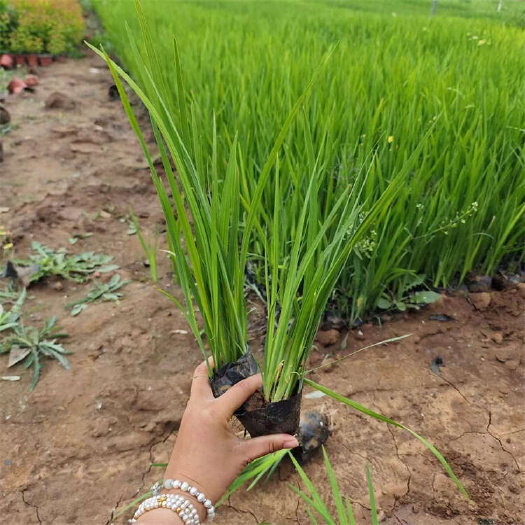 黄菖蒲 水生植物种植基地 水生鸢尾 黄花鸢尾