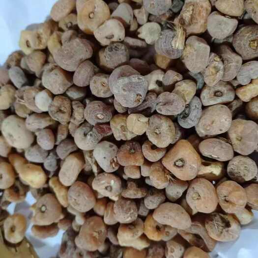 昆明山慈菇玉皇丹山慈菇玉皇丹批发