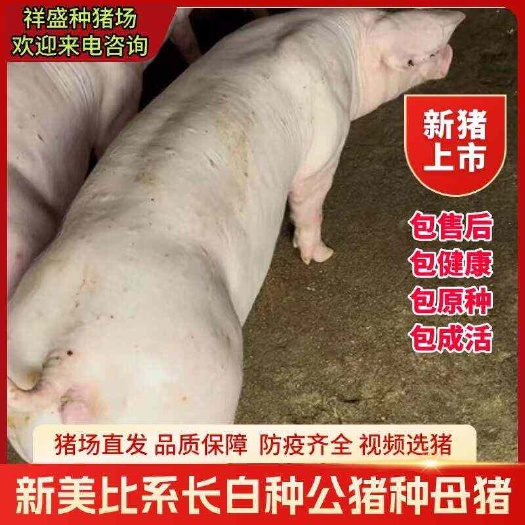 灌云县比利时长白英系大白新美系大约克杜洛克种公猪太湖母猪仔活苗活猪