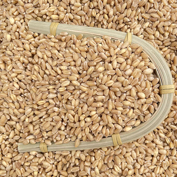 山东新小麦带皮厂家直销磨面酿酒喂鸽子饲料可发芽批发