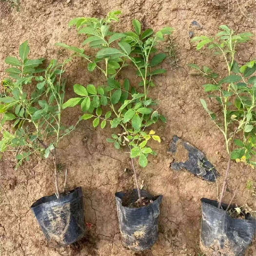四季玫瑰 紫枝玫瑰 绿化玫瑰花种植基地