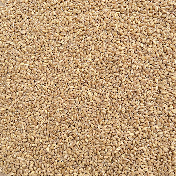 山东新小麦带皮厂家直销磨面酿酒喂鸽子饲料可发芽批发