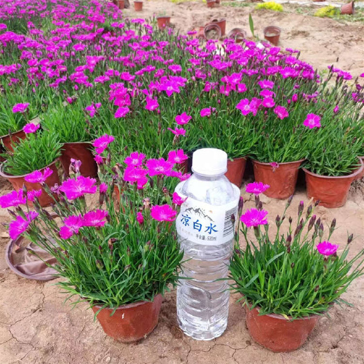 青州市欧石竹 多年生宿根 开花多花量大
