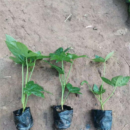 八角金盘 耐阴苗种植基地
