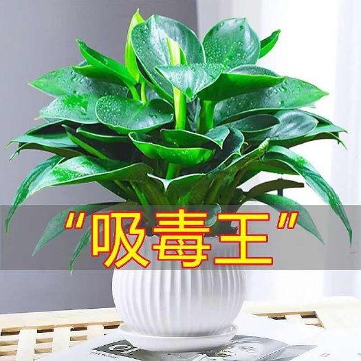 沭阳县绿公主盆栽招财植物金钻办公室内好养四季常青吸甲醛花卉桌面绿植