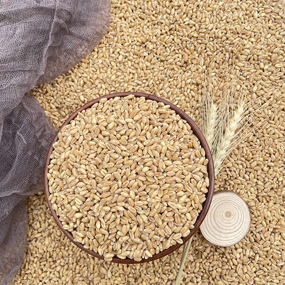 山东新小麦带皮厂家直销磨面酿酒喂鸽子饲料可发芽批发