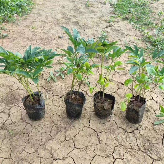 青州市山东青州多花芍药苗木基地直供新鲜花卉绿化苗木批发