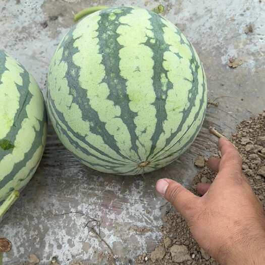 雷州市广东雷州头茬二茬美都大量供应中 优质的品质 不高的价格
