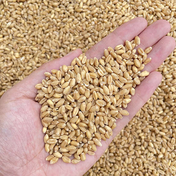 山东新小麦带皮厂家直销磨面酿酒喂鸽子饲料可发芽批发