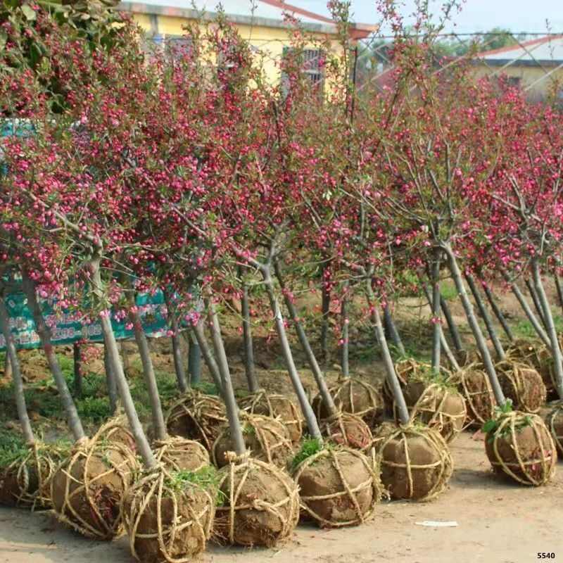 西府海棠北美海棠垂丝海棠盆栽盆景庭院耐寒植物量大优惠