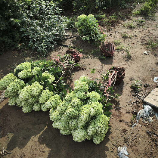 木绣球 品种石灰灯 香草草莓