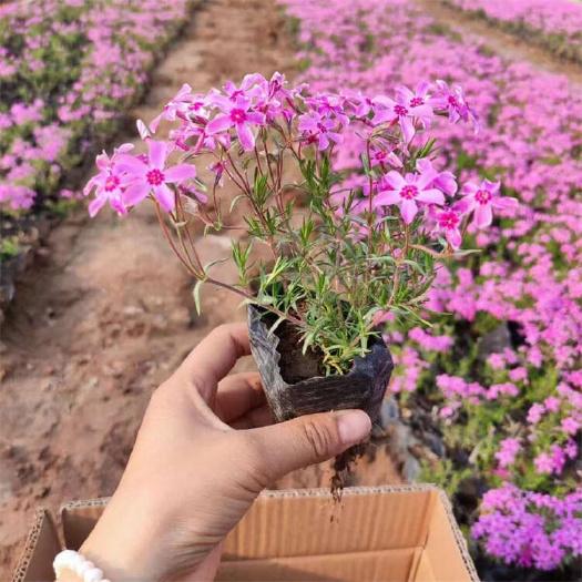 芝樱花 芝樱种植基地 芝樱花海苗