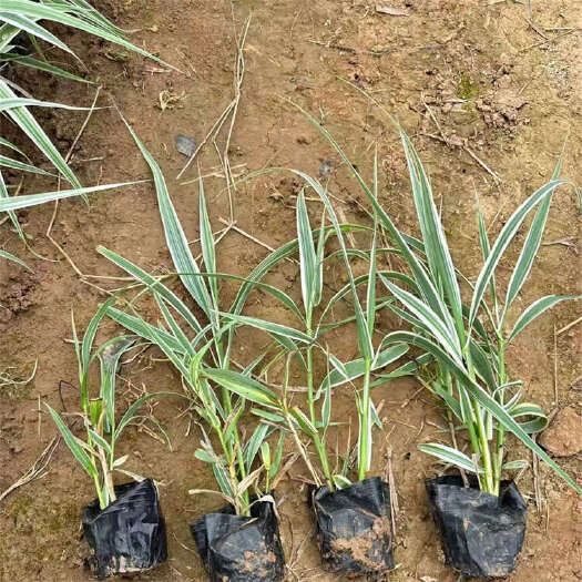 花叶芦竹 水生芦竹 也叫变叶芦竹