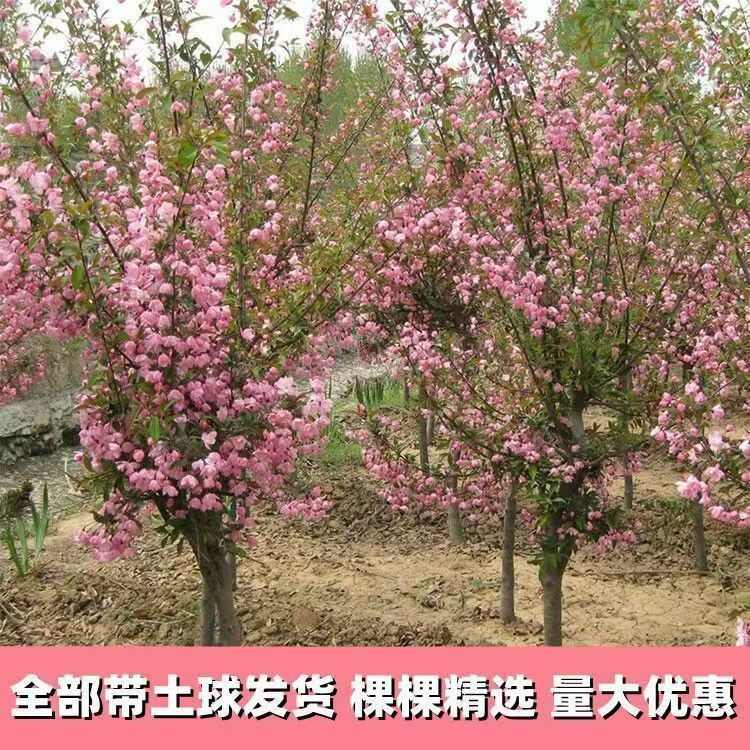 西府海棠北美海棠垂丝海棠盆栽盆景庭院耐寒植物量大优惠