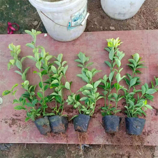 青州市金冠黄杨种植基地 金黄色边缘