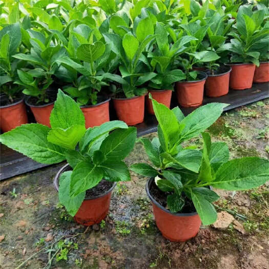 绣球种植基地 绿化八仙花 无尽夏绣球