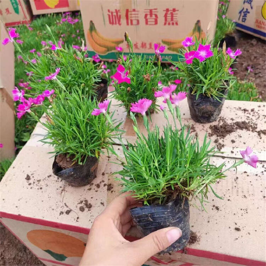 欧石竹小杯 景区绿化宿根苗