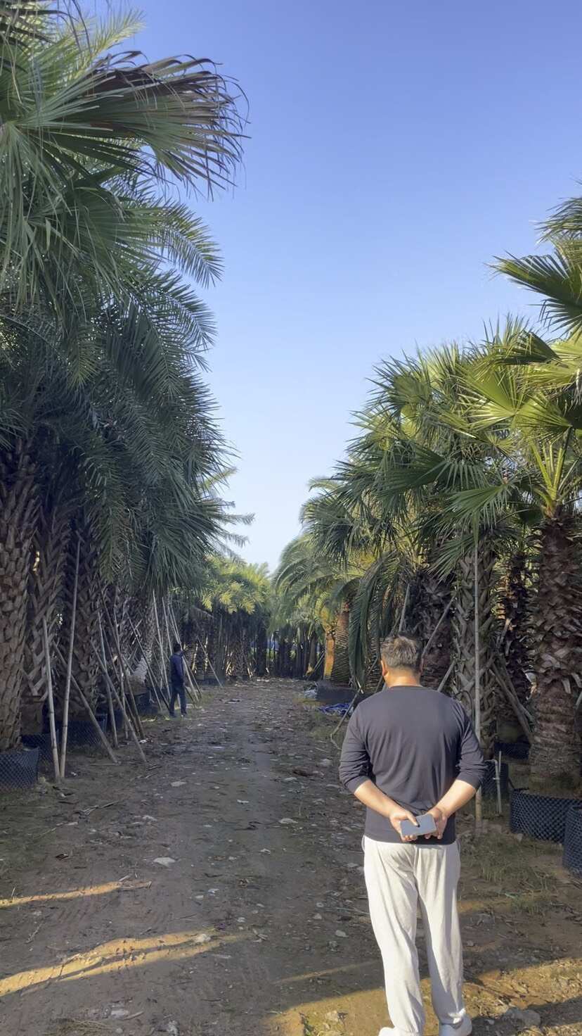 福建银海枣批发基地 江苏中东海枣价格 云南贵州中东海枣供应