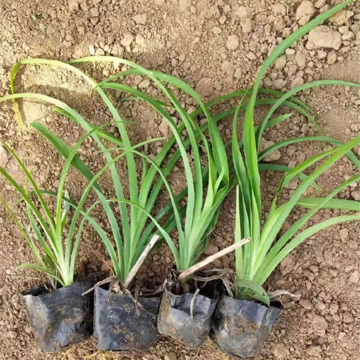 大花萱草种植基地 鸿运萱草 红花萱草