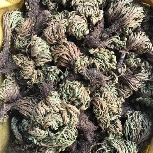 复活草九死还魂草复活草九死还魂草批发