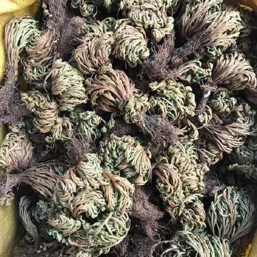 昆明复活草九死还魂草复活草九死还魂草批发