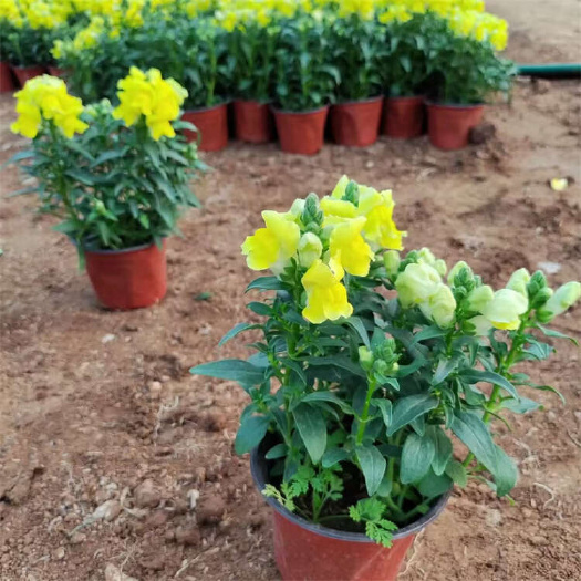 金鱼草 草花种植基地 多花金鱼草杯苗