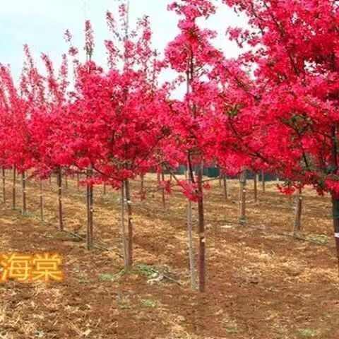 西府海棠北美海棠垂丝海棠盆栽盆景庭院耐寒植物量大优惠