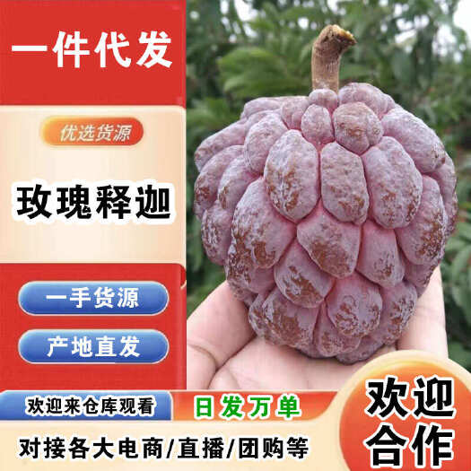 海口海南玫瑰释迦一件代发产地直发一手货源对接各大电商平台