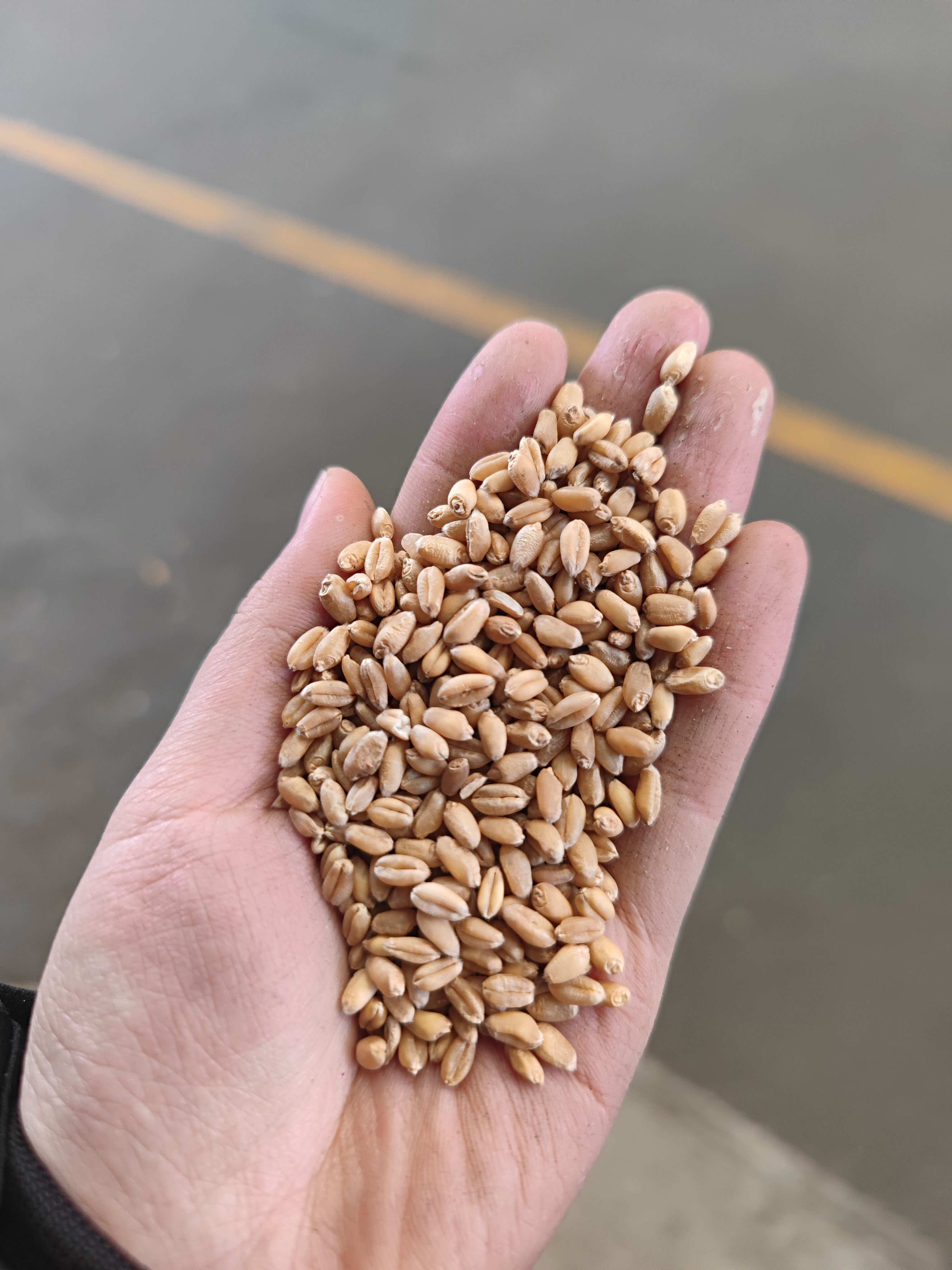 山东新小麦带皮厂家直销磨面酿酒喂鸽子饲料可发芽批发