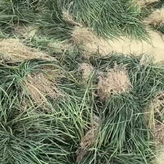 襄樊中叶采果无土苗青，四季通用