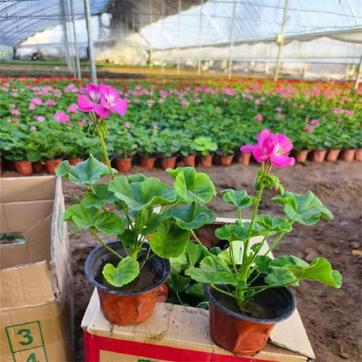 天竺葵 青州草花基地 重瓣绣球花