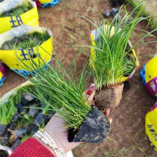 青州市青绿苔草 苔草种植基地 林下耐阴草