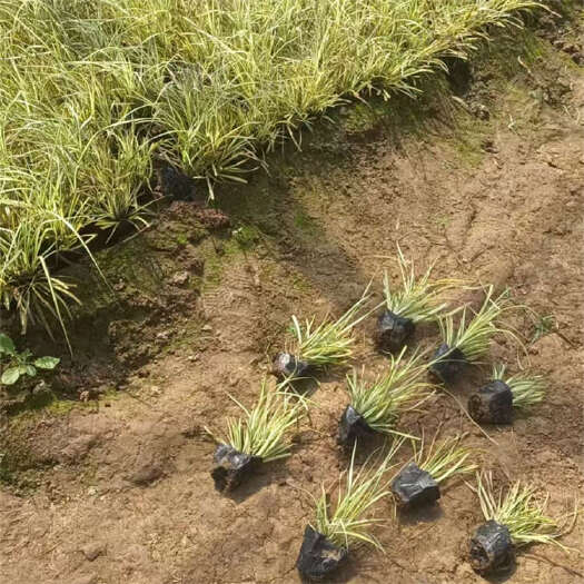 青州市金叶苔草 花卉景观色块草