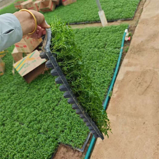 青州市五色草 红黄草 绿雕造型扦插草