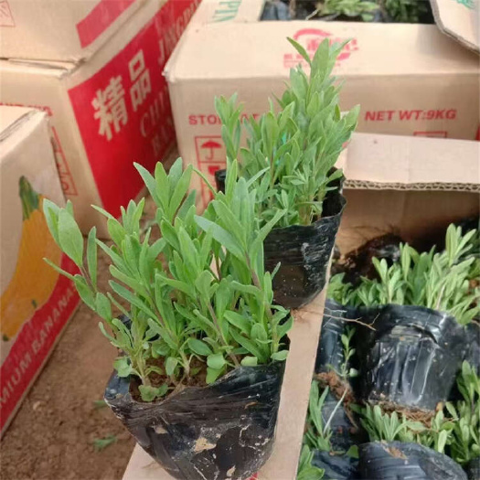 薰衣草 香水植物 花海打造苗