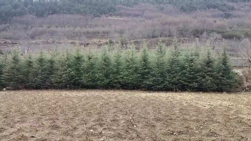 天水3-5米雪松出售，价格优惠