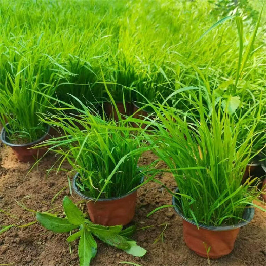 东方狼尾草 羽绒狼尾草 观赏狼尾草批发