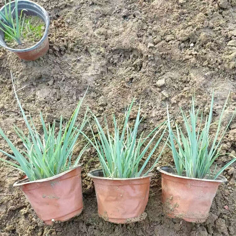 紫露草 园林地被草种植基地