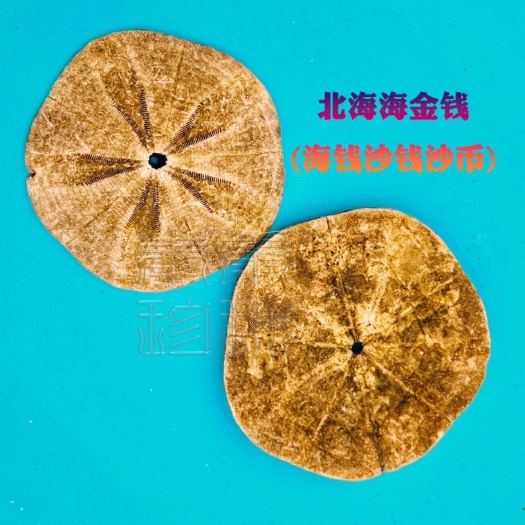 北海北海钱螺，海金钱中药材 沙钱