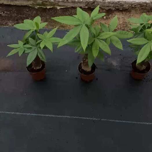 广州发财树小盆栽室内植物办公室桌面装饰摆件客厅招财绿植净化空气