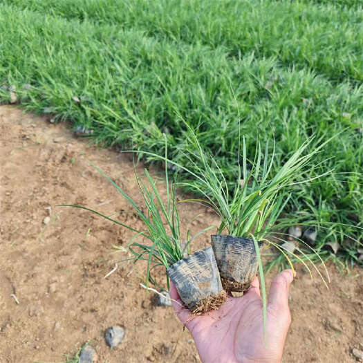 青州市沿阶草 林荫草种植基地