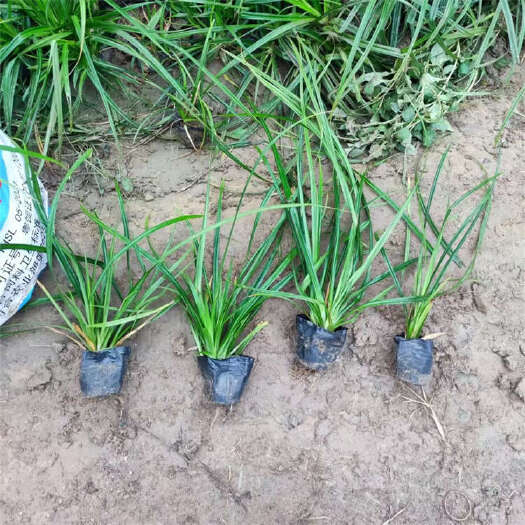 青州市崂峪苔草 景区耐阴耐旱林荫草
