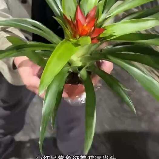 广州鸿运当头盆栽带花小红星办公室开红花好养花卉红掌凤梨吸甲醛绿植